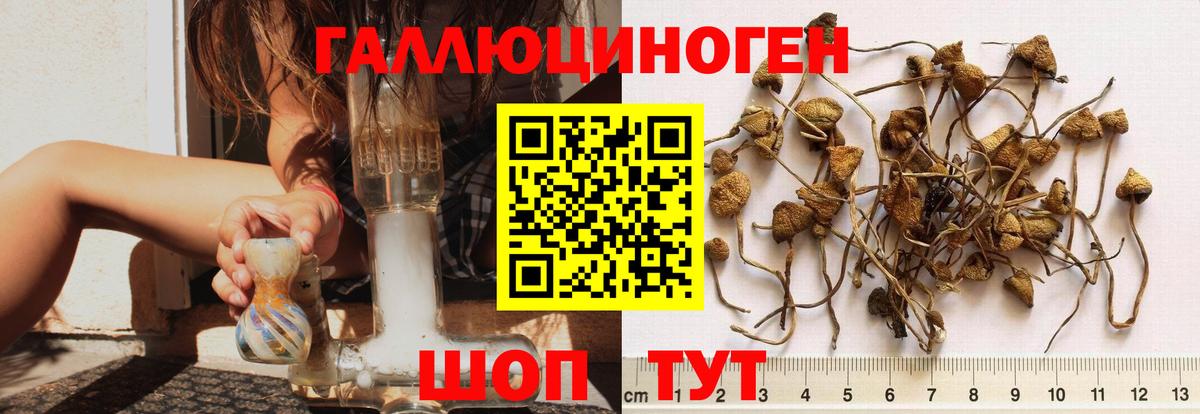 Галлюциногенные грибы Magic Shrooms  Вход с VPN  Будённовск  Галлюциногенные грибы Psilocybine cubensis 